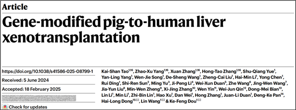 全球首例!中国团队成功将基因编辑猪肝脏移植人体