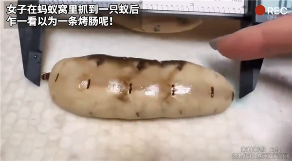 像烤肠一样!女子挖到一只100毫米长的蚁后