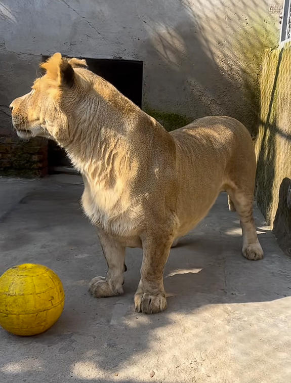 徐州一动物园狮子因腿短走红:被网友称作“狮中柯基”