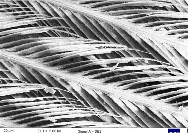 真的想问：下雨天的时候 鸟都在干什么呢