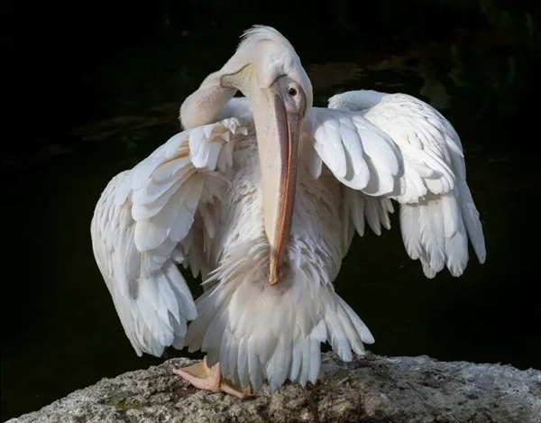 真的想问：下雨天的时候 鸟都在干什么呢