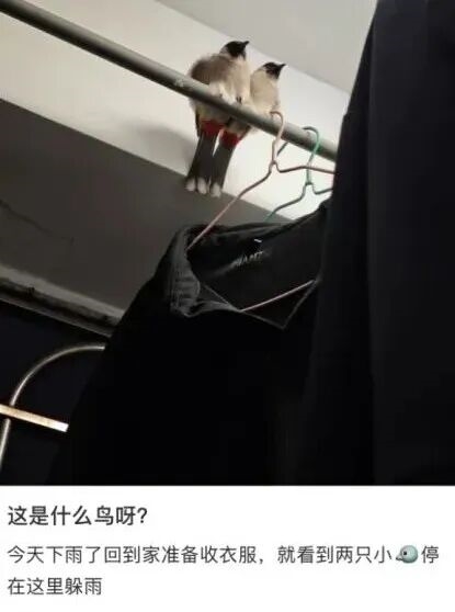 真的想问：下雨天的时候 鸟都在干什么呢
