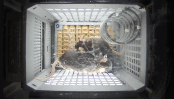 史上首次!4只小鼠“入住”空间站 状态良好 吃喝正常