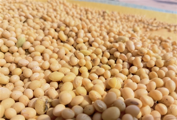 大豆不只能做豆腐！清华团队把大豆做成固态电池电解质 安全且环保