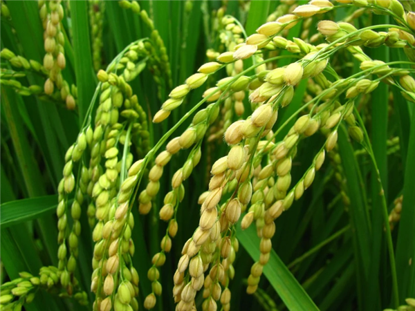 印度高调宣布大米产量超越中国 专家疑惑:1.5咋就大于2了呢