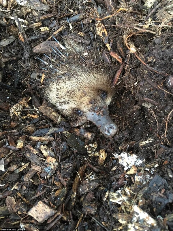 这种身披棘刺的动物适应了森林火灾 被火烧成平头也不逃跑