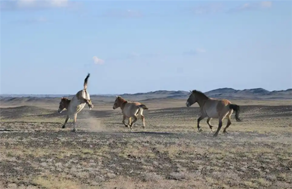 现存唯一野生马种！北京动物园有1只 珍稀程度堪比大熊猫