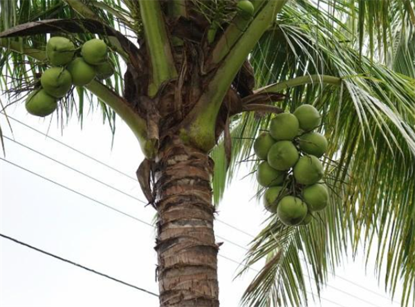 他们给椰子水做了个亲子鉴定 结果真查出隔壁老王了