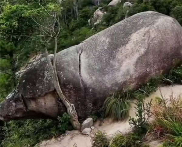 福建一景区出现千年石猪：网友戏称太像二师兄了