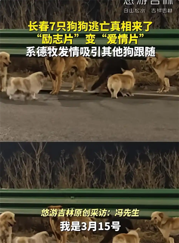 7只狗狗上演大逃亡:本以为是自救励志片 结果是为爱离家出走
