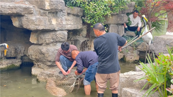 7只狗狗上演大逃亡:本以为是自救励志片 结果是为爱离家出走