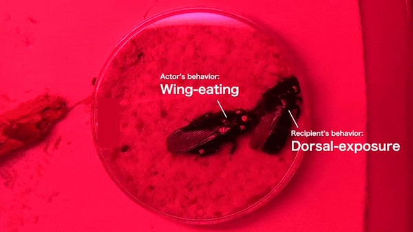 新发现“一夫一妻制”蟑螂 结婚时会吃掉彼此翅膀 以表忠贞