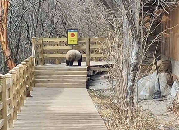 九寨沟震后首次实拍到野生大熊猫：俯下身子钻过栈道护栏