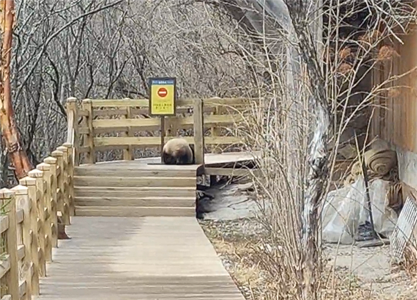 九寨沟震后首次实拍到野生大熊猫：俯下身子钻过栈道护栏