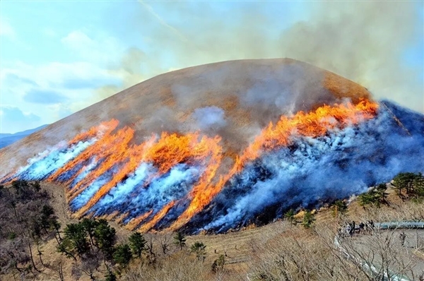 日本这座山不允许长树 每年都要烧一次！游客可付费体验