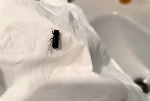 女子睡觉时被虫咬断一大把头发 专业人士科普揭秘“凶手”身份