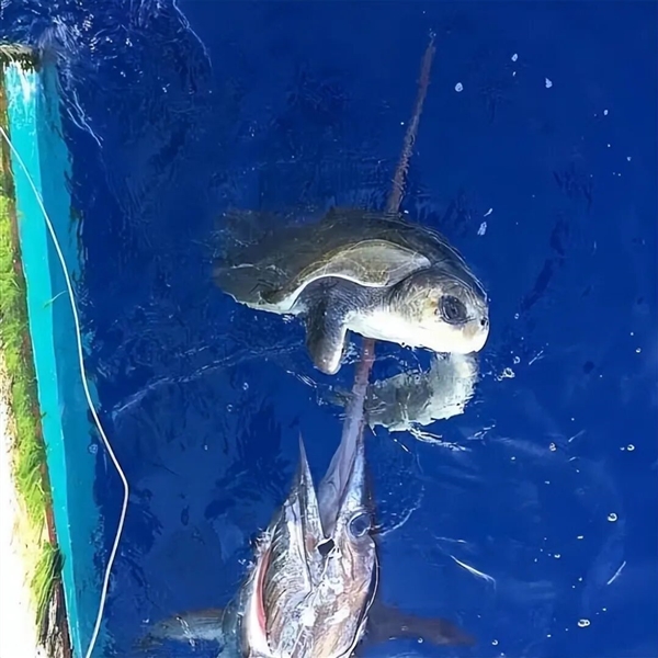 曾扎死“硬汉”钓鱼佬！剑鱼到底有多危险：连鲨鱼都扛不住